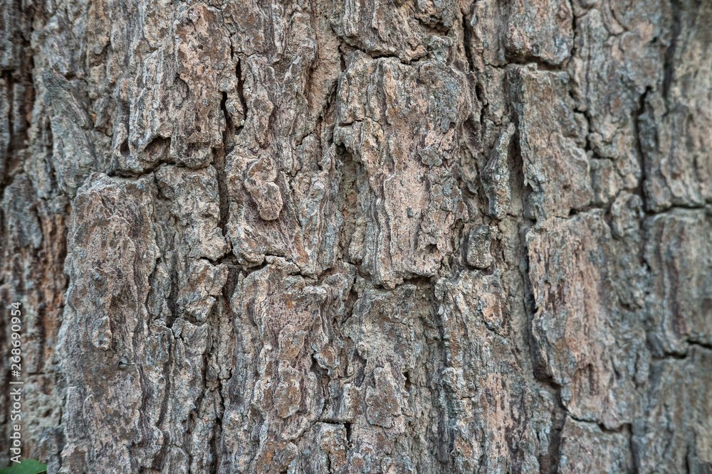 Close up of tree bark texture, Tree trunk detail texture as natural background, wood skin after for Termites eat Close up of tree bark texture, Tree trunk detail texture as natural background, wood skin after for Termites eat