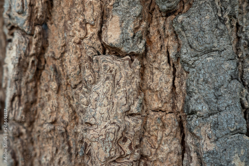 Close up of tree bark texture, Tree trunk detail texture as natural background, wood skin after for Termites eat Close up of tree bark texture, Tree trunk detail texture as natural background, wood skin after for Termites eat