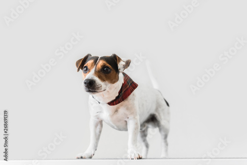 Jack russell standing against white background