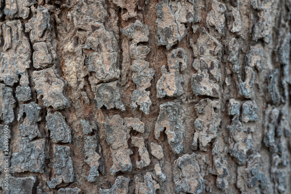 Close up of tree bark texture, Tree trunk detail texture as natural background, wood skin after for Termites eat