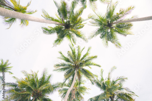 Coconut palm trees isolated on a white background.