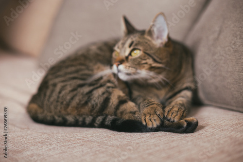 Beautiful cat enjoys resting on sofa. Focus on paws.Toned photo.