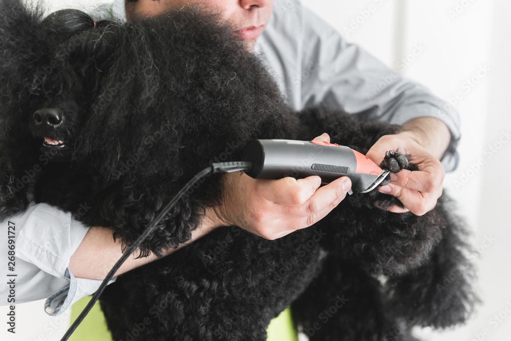Black poodle in grooming salon Black poodle in grooming salon