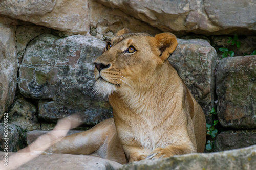 lioness in the zoo