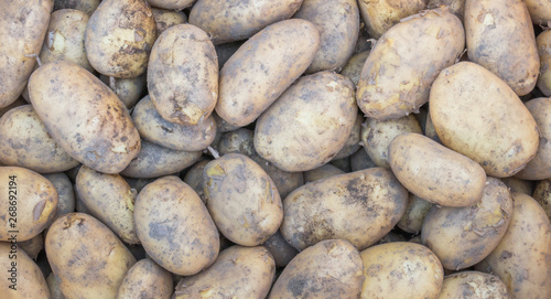 potatoes freshly collected