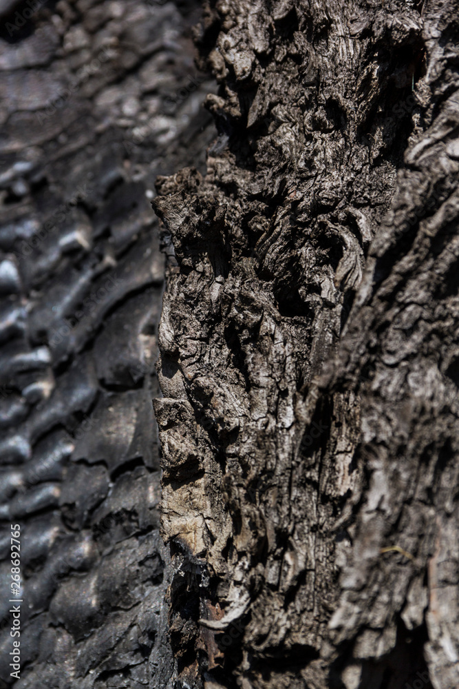 Details with patterned surface texture of burnt wood Details with patterned surface texture of burnt wood