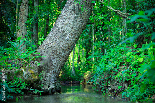 The trunk of a large tree in the forest  abundant forest  river and forest