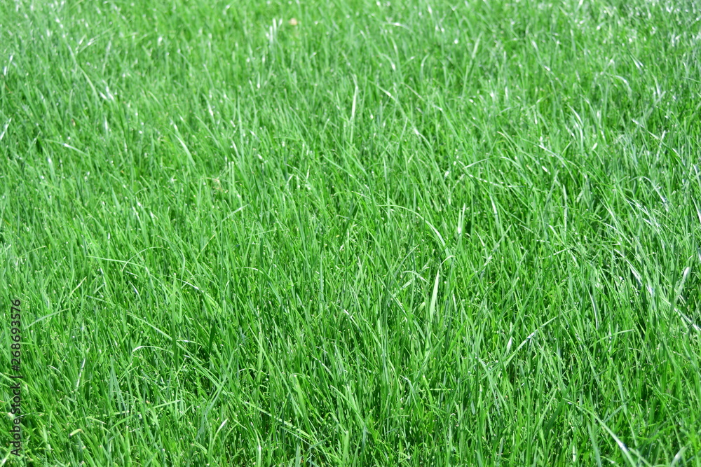 background of grass background of grass