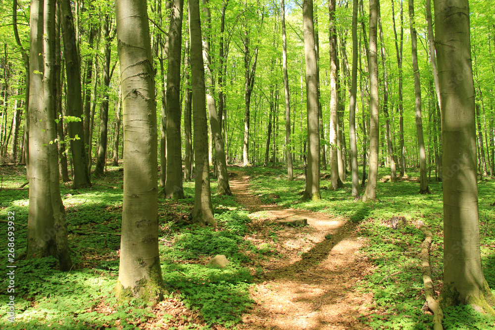 Obraz premium Pfad durch den Wald 