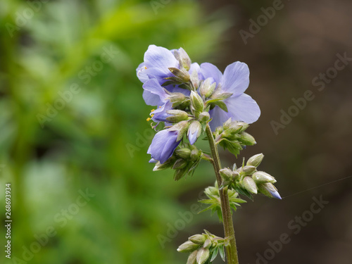 Jacob's-ladder or Greek valerian blue pearl (Polemonium caeruleum) photo