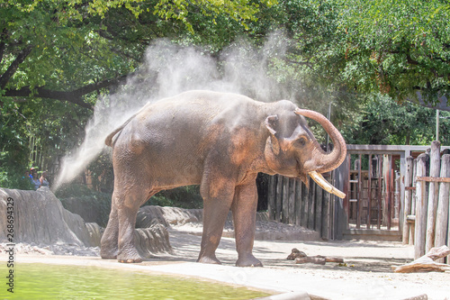 Asian elephant