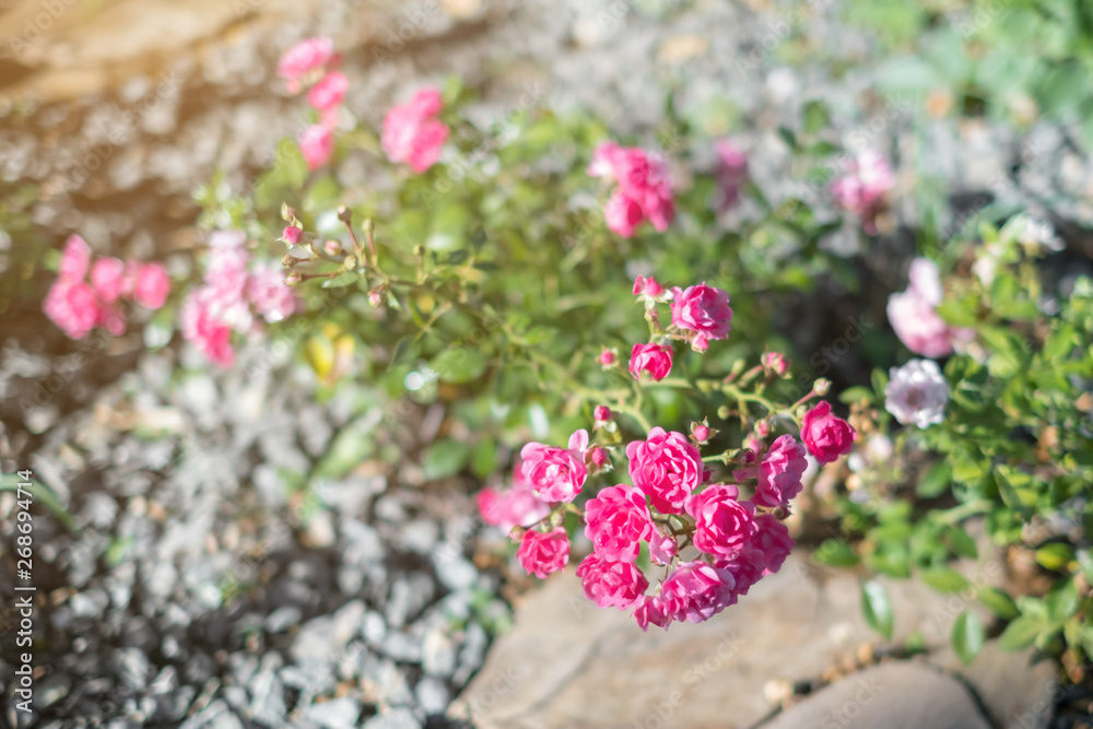 a beautiful bush of a groundcover rose in the summer, on a stone bed in the garden,