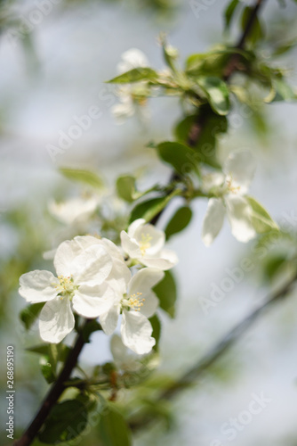 Spring flowers. Beautiful blooming apple tree branch in blurred background