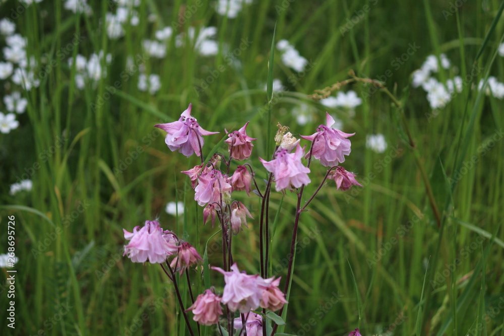 pinkblüte pinkblüte