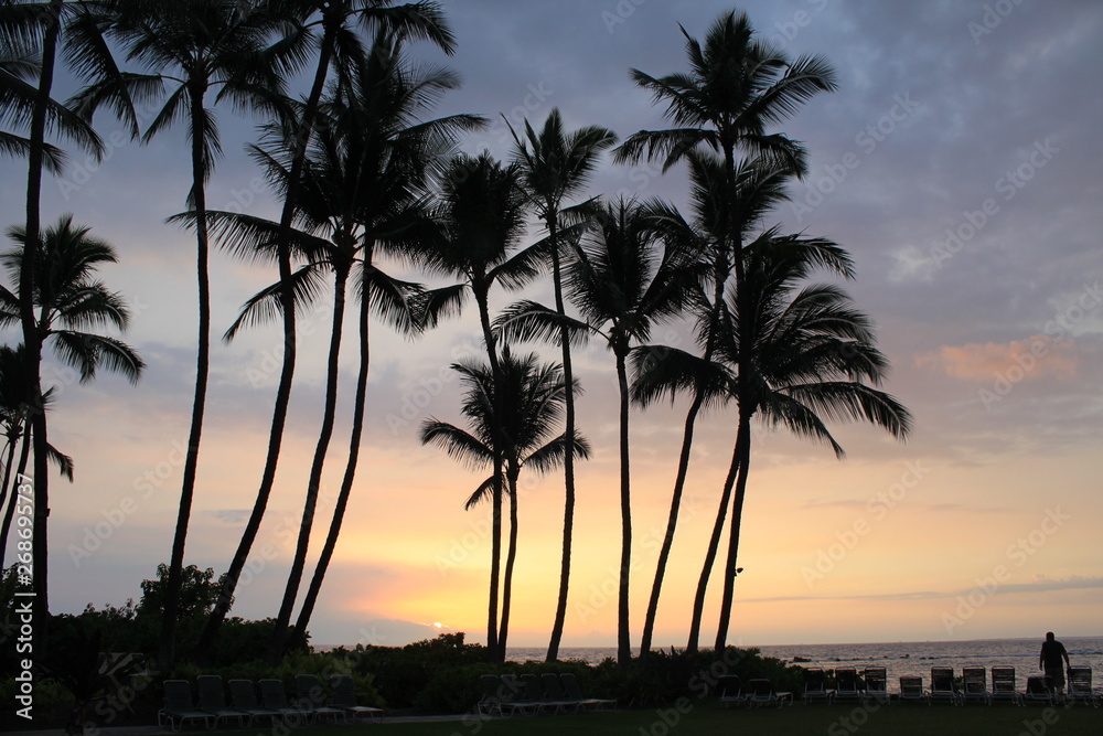 Obraz premium Palm Trees on Maui