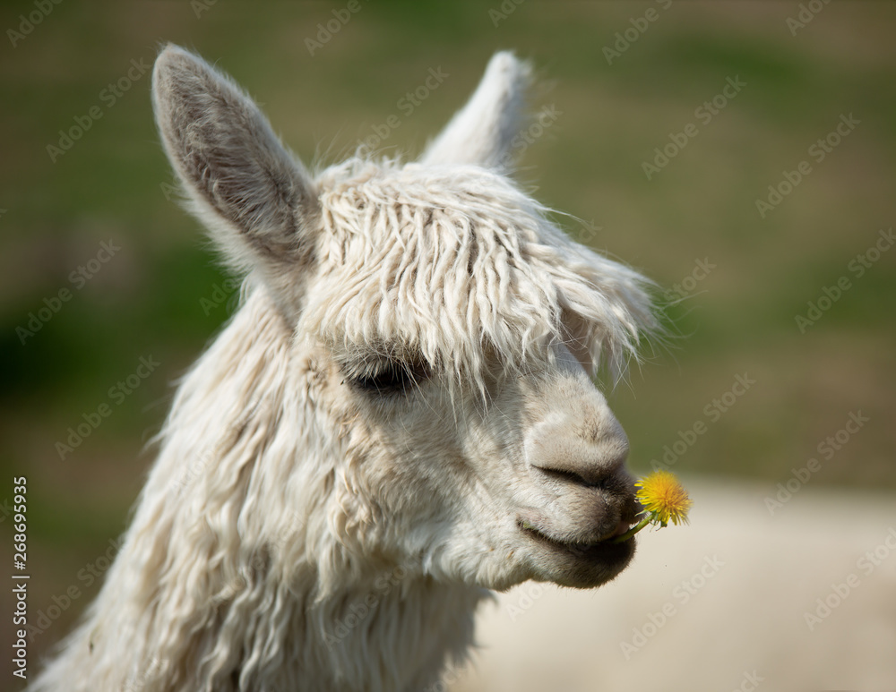 White alpaca chewing on a dandelion