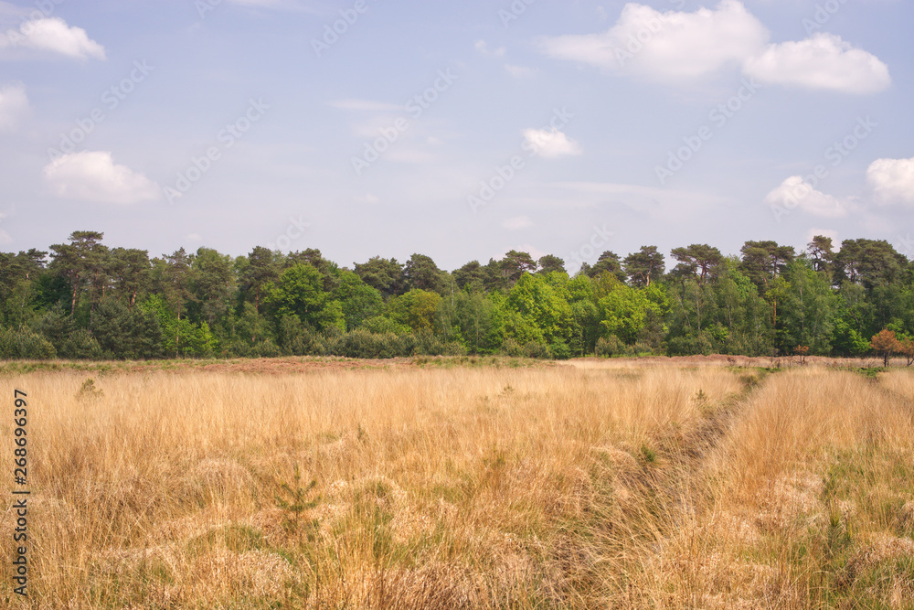 Obraz premium diersfordter wald