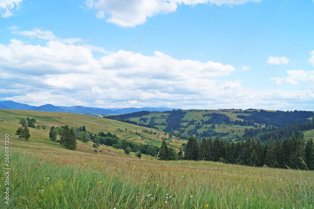 Fototapeta premium Panoramic view of the Carpathian mountains, green forests and flowering meadows on a sunny summer day