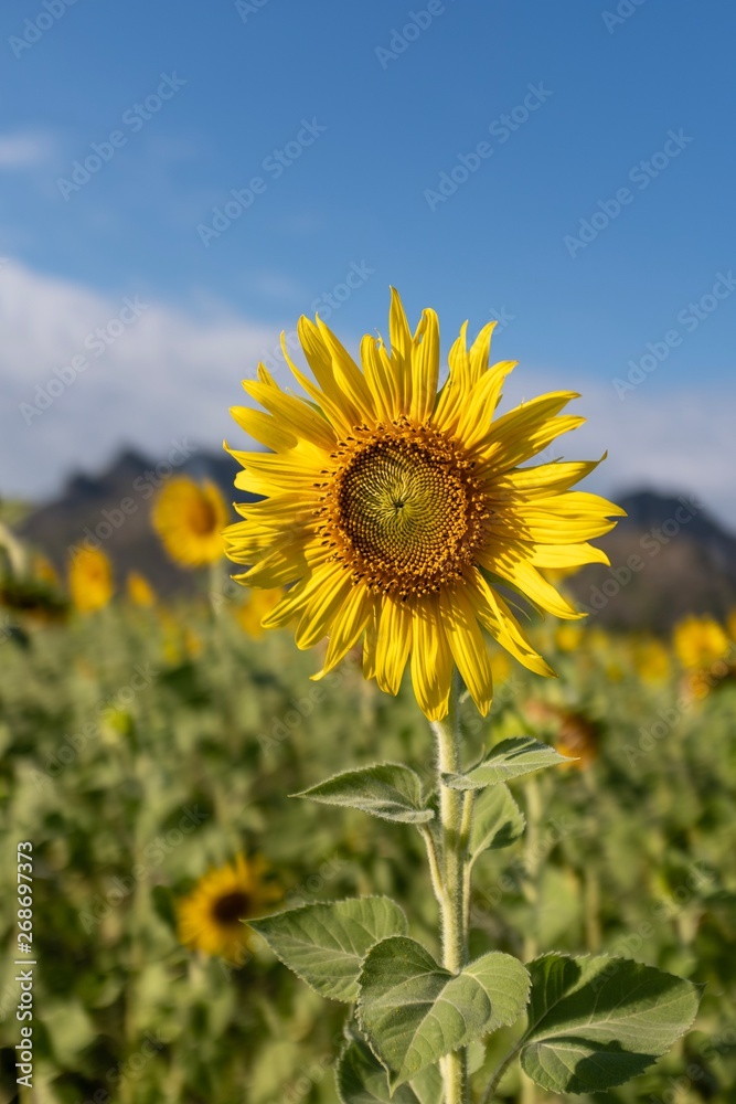 sunflower in the field