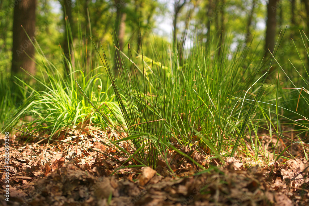 diersfordter wald diersfordter wald