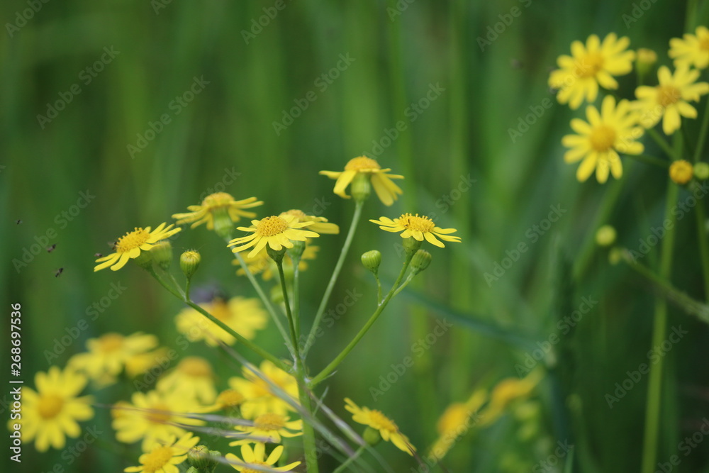 blumen blumen