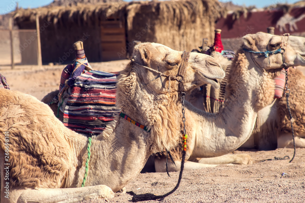 Fototapeta premium Egypt, Hurghada, 12 may 2019, beduins and tourits ride a camels in the desert