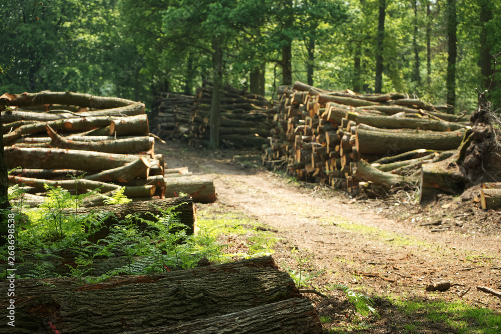 Holz im Wald