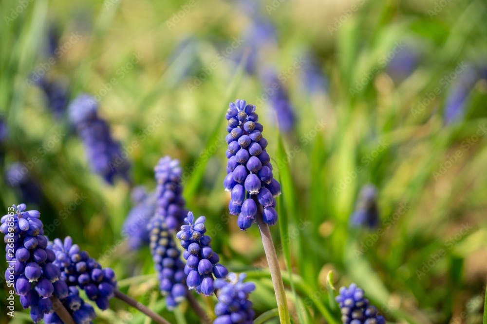 Blue Muscari flower in the garden during spring. Slovakia