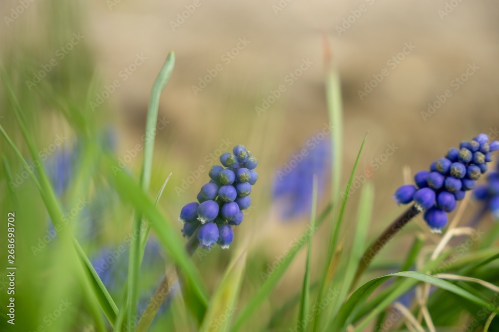 Blue Muscari flower in the garden during spring. Slovakia Blue Muscari flower in the garden during spring. Slovakia