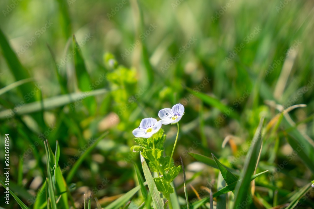 Gilliflower in the grass in the garden during spring flowering. Slovakia Gilliflower in the grass in the garden during spring flowering. Slovakia