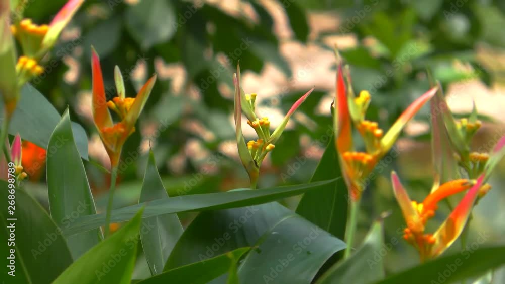 Helicornia flower close up view green background Helicornia flower close up view green background