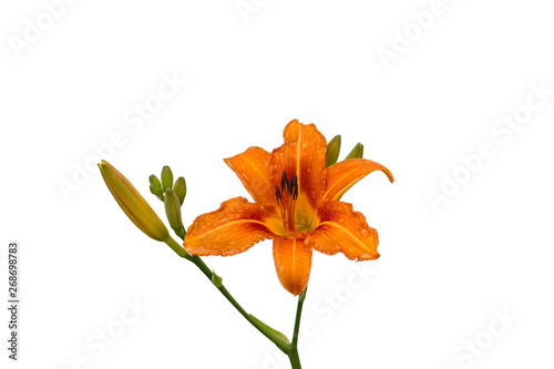 Pink daylily flower on an isolated white background