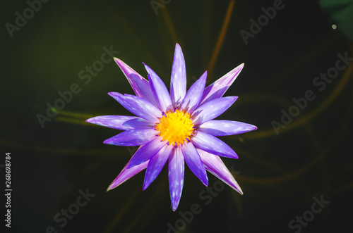 beautiful purple or violet lotus flower in pond. aquatic water lily fresh nature flower blooming background outdoors in garden top view flat lay.