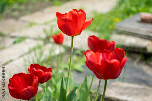 red tulips in the garden