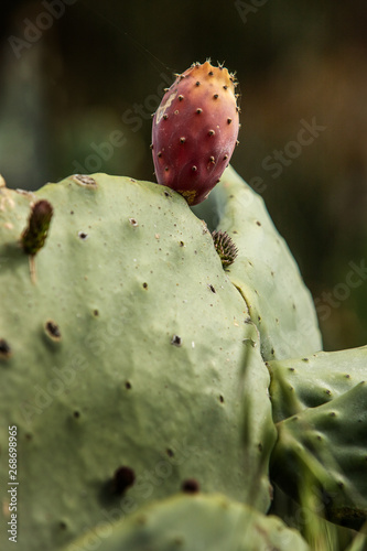detail of a red cactusfruit