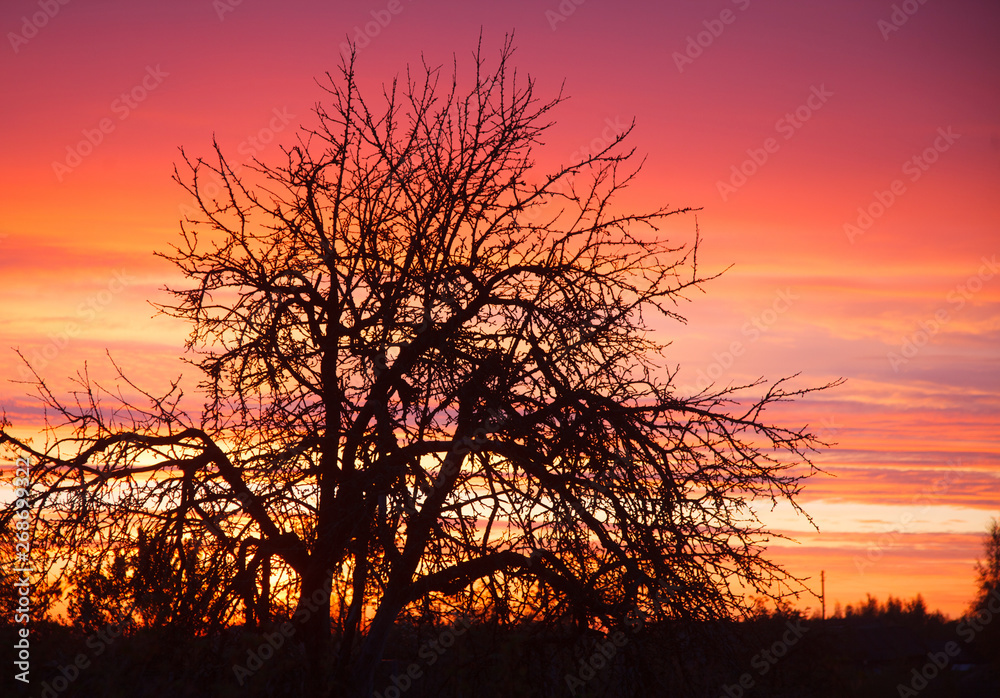 The tree against sunset and colored sky