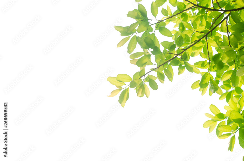 green leaves isolated white background with clipping path. nature frame for decoration design. green leaves isolated white background with clipping path. nature frame for decoration design.