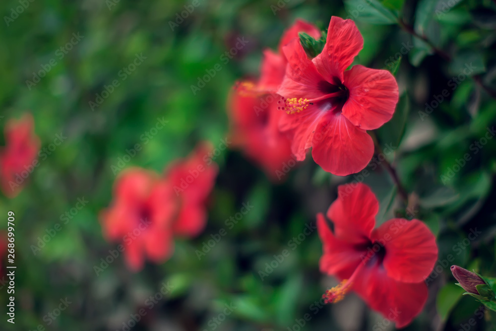 Obraz premium Red hibiscus(karkade) plant in the garden