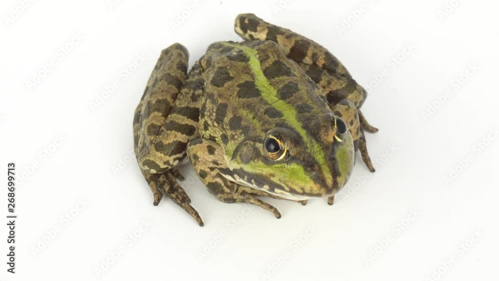 Frog toad green on white background Frog toad green on white background