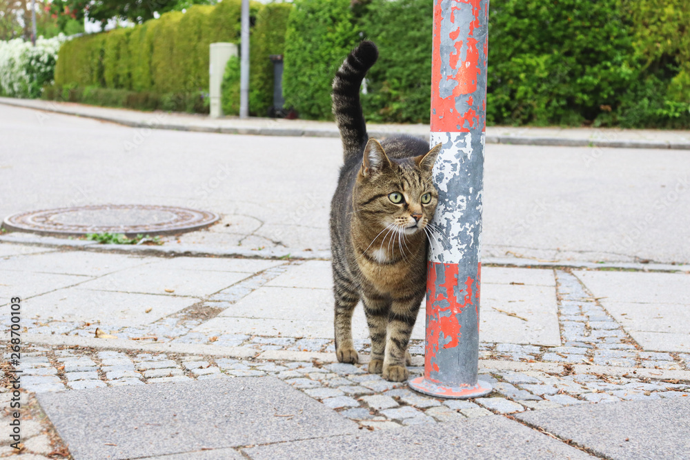 Obraz premium Katze