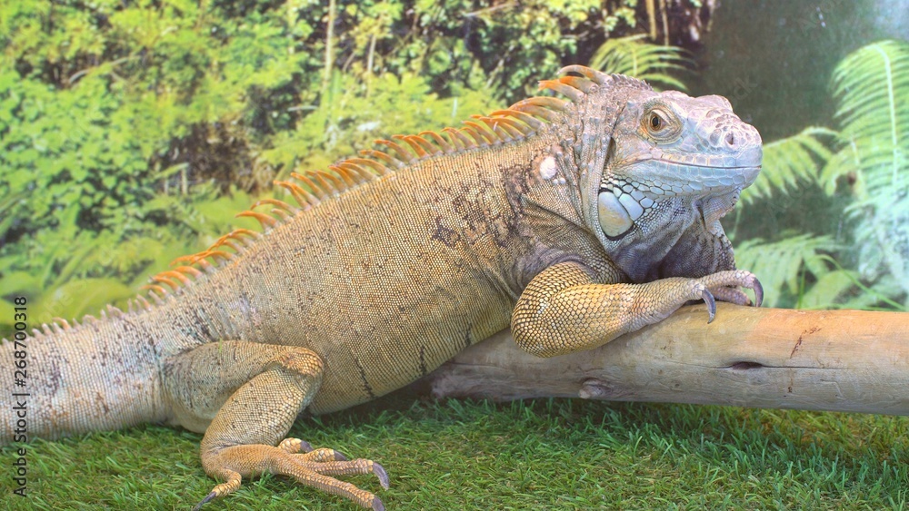 Iguana in Contact Zoo