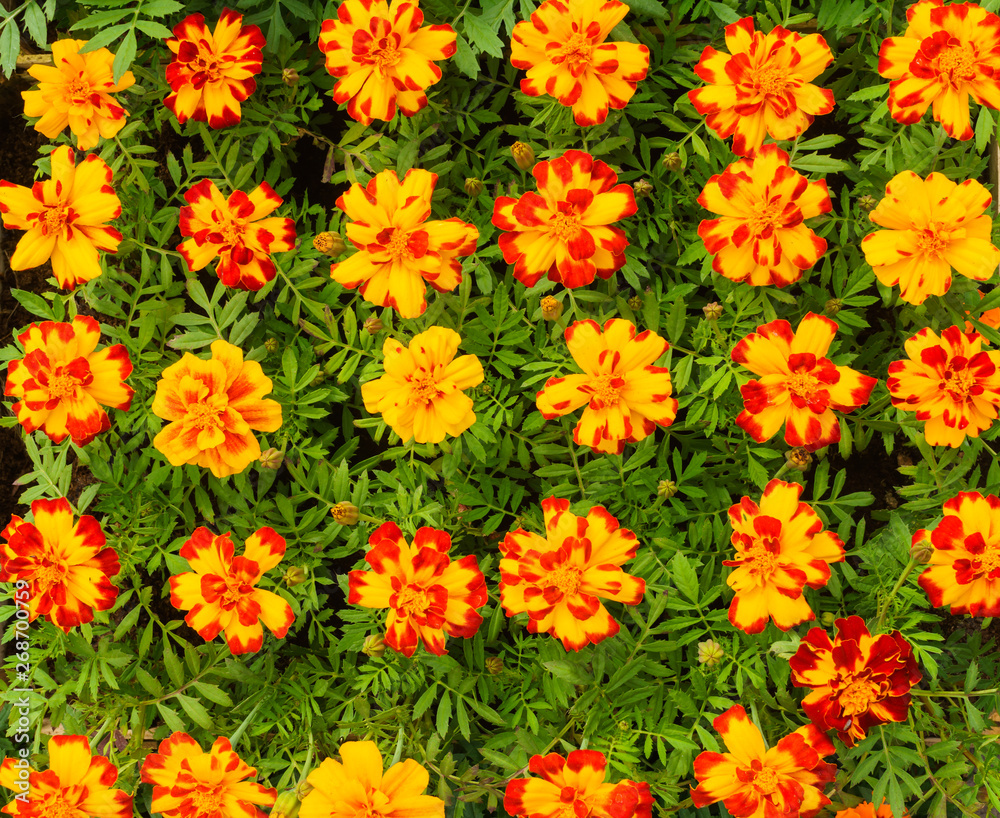 Flower seedlings in pots at the farmers market.Orange marigolds. Flower seedlings in pots at the farmers market.Orange marigolds.