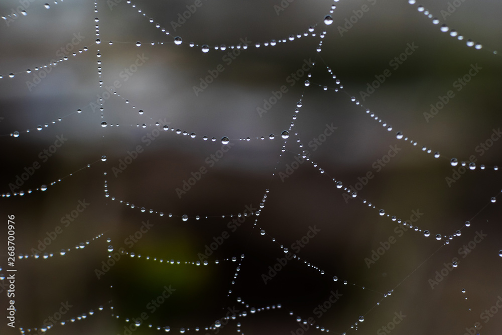 Naklejka premium Cobweb with dew drops close up. Background image. Macro photo. The concept of amazing metamorphosis in nature. Macrocosm.