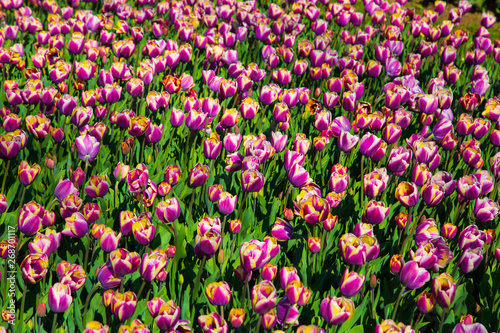 Purple and white spring tulips blooming in a garden