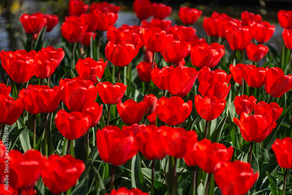 Obraz premium One of the world's largest flower gardens in Lisse, the Netherlands. Close up of blooming flowerbeds of tulips, hyacinths, narcissus
