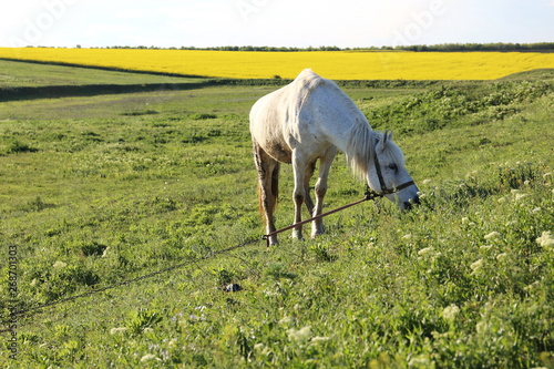 white horse walking in the meadow in summer © Tetiana