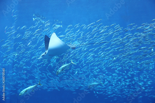  sea ​​fish and stingrays in a large aquarium