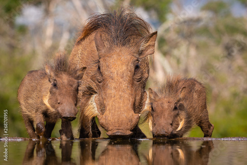 Common Warthog mother with two piglets drinking photo
