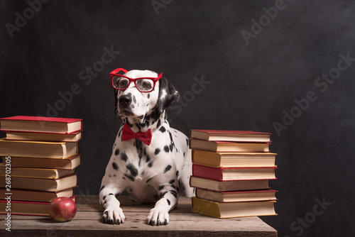 Dalmatian dog with reading glasses and red bow, sitting down between piles of books, on black background. Intelligent Dog professor among stack of books.Copy Space © Iulia