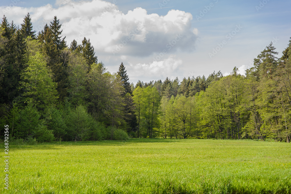zielona polana w lesie nad brzegiem rzeki Rospudy - obrazy, fototapety, plakaty 
